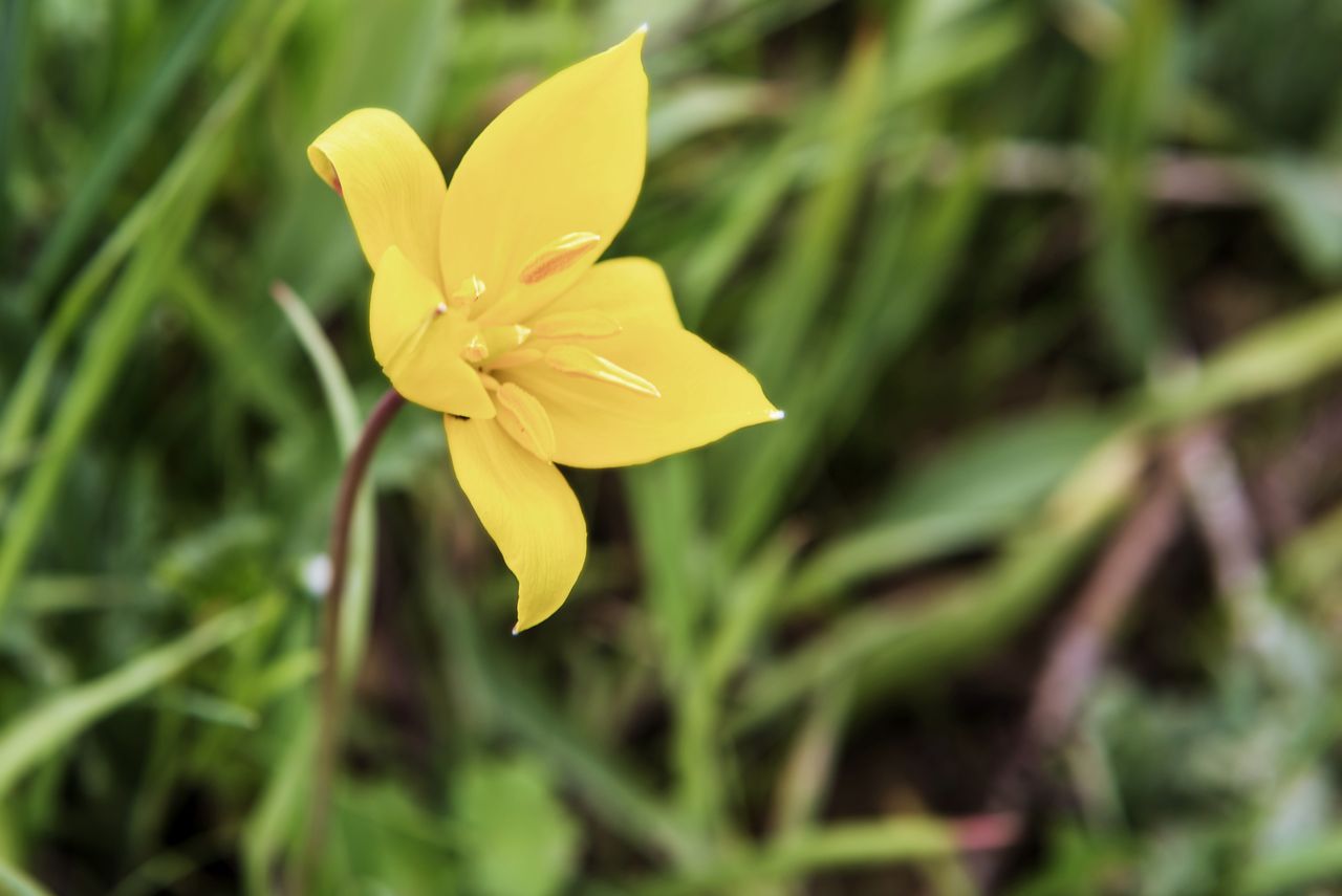 Flore Tulipe de vigne Tul_0286